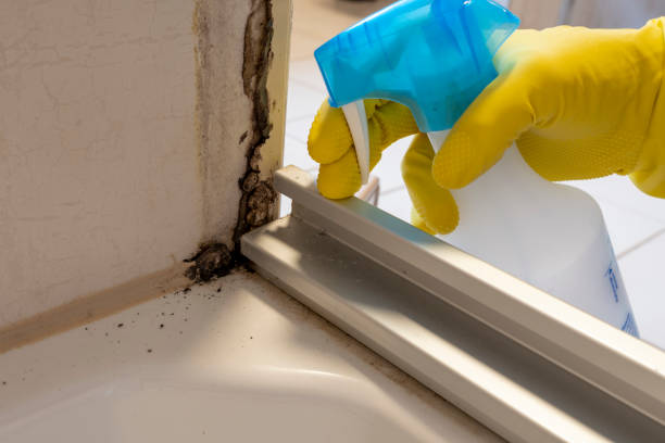 Best Attic Mold Removal  in Northview, MI