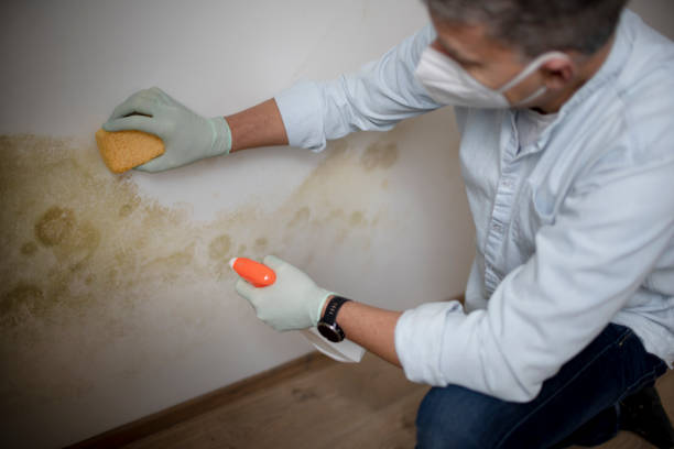Best Certified Mold Removal  in Northview, MI