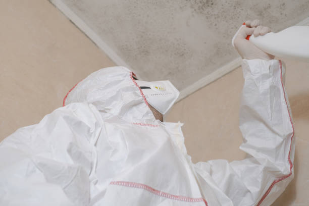 Best Emergency Mold Removal  in Northview, MI