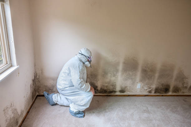 Best Mold Testing  in Northview, MI